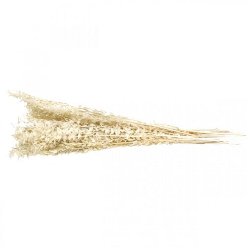 Floristik24 Ruscus gałązki deco gałązki suszone kwiaty krem 200g