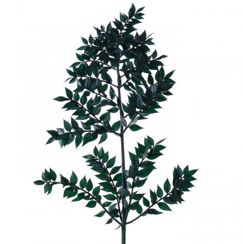 Produkt Ruszczyk zielony Gałązki dekoracyjne ciemnozielone 75-95cm 1kg