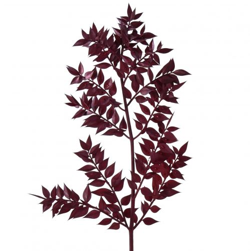 Floristik24 Ruscus Red Gałązki ozdobne suszone ciemnoczerwone 75-95cm 1kg