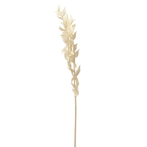 Produkt Ruscus suszona gałązka dekoracyjna Ruscus bielony 62cm 1 szt