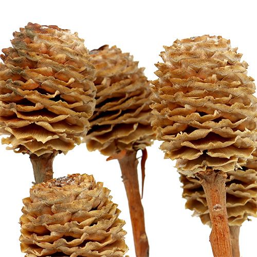 Produkt Sabulosum 4-6 główek na gałązkę 25 szt