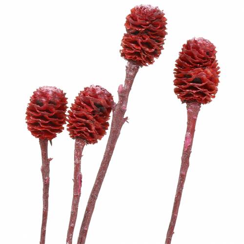 Floristik24 Dekoracyjne gałęzie Sabulosum czerwone matowe 4-6 25 sztuk