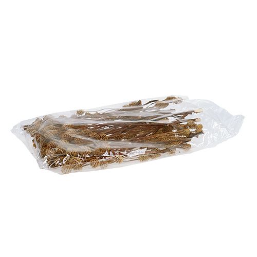 Produkt Salignum gałąź jasne leucadendron kwiaty na gałązce 25 szt