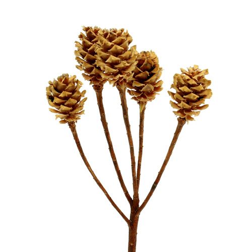 Produkt Salignum jasne 4-6 kwiatów na gałązce Leucadendron 100 sztuk