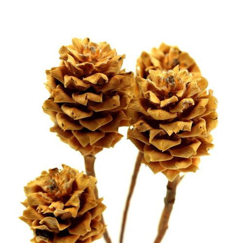 Produkt Salignum jasne 4-6 kwiatów na gałązce Leucadendron 100 sztuk