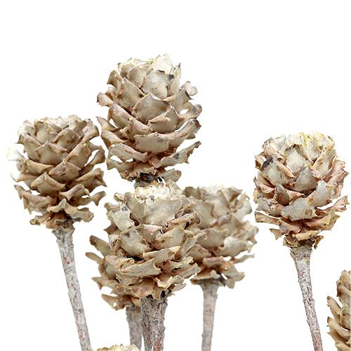 Produkt Salignum protea bielona na łodydze 25 szt
