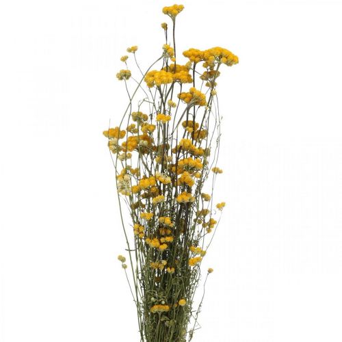 Floristik24 Kiść krzewu curry, żółty suszony kwiat, złote słońce, kocanka włoska L58cm 45g