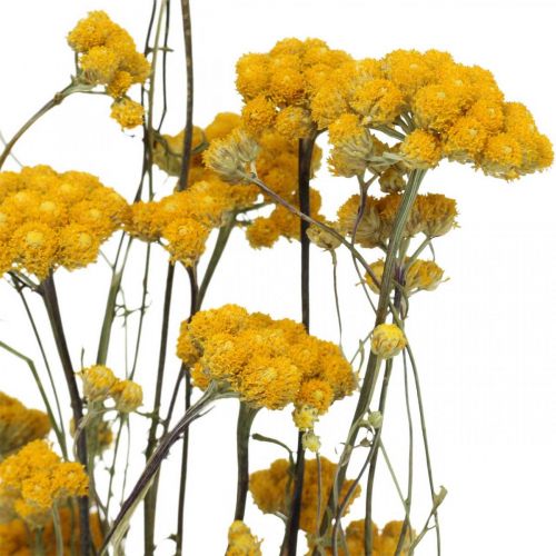 Produkt Kiść krzewu curry, żółty suszony kwiat, złote słońce, kocanka włoska L58cm 45g