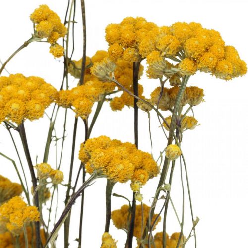 Floristik24 Kiść krzewu curry, żółty suszony kwiat, złote słońce, kocanka włoska L58cm 45g
