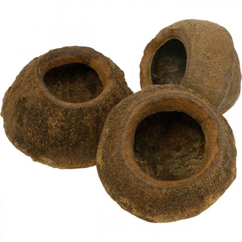 Floristik24 Doniczka Paradise Nut Natural Sapucaia Ø14cm W10cm 3 szt