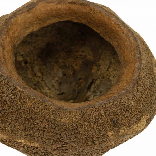 Floristik24 Doniczka Paradise Nut Natural Sapucaia Ø14cm W10cm 3 szt