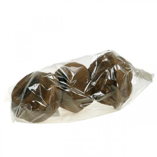 Floristik24 Doniczka Paradise Nut Natural Sapucaia Ø14cm W10cm 3 szt