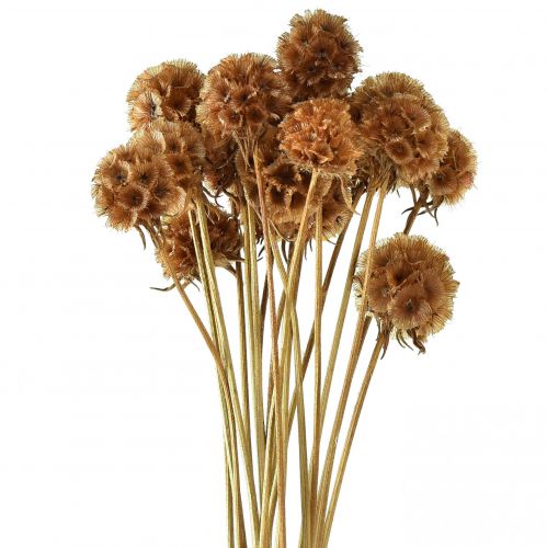 Floristik24 Scabiosa suszone naturalne suszone kwiaty scabiosy wys. 50cm 100g
