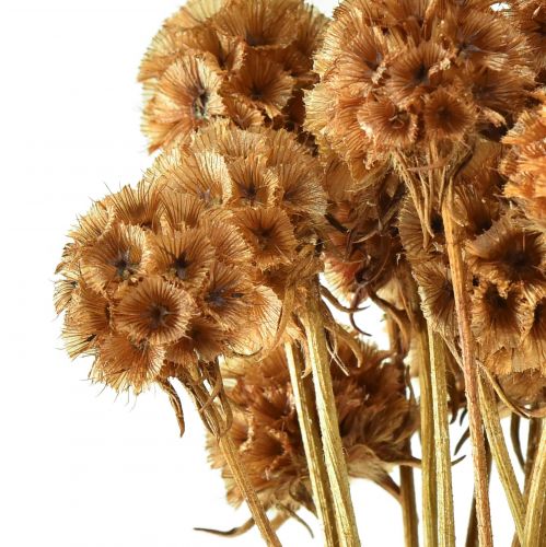 Produkt Scabiosa suszone naturalne suszone kwiaty scabiosy wys. 50cm 100g