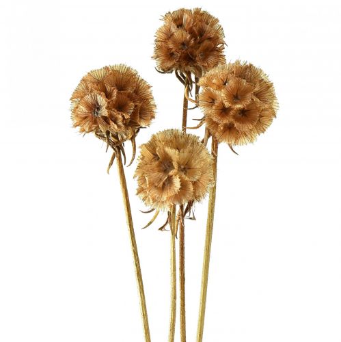 Produkt Scabiosa suszone naturalne suszone kwiaty scabiosy wys. 50cm 100g
