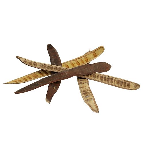 Floristik24 Strąk Scaletta naturalny 25cm - 50cm 25 szt