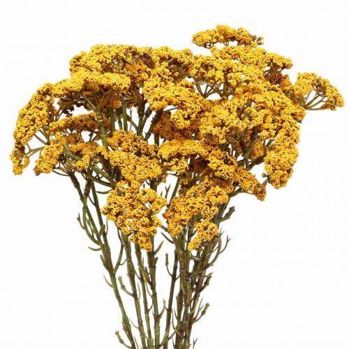 Floristik24 Krwawnik sztuczny żółty 74cm 3szt.