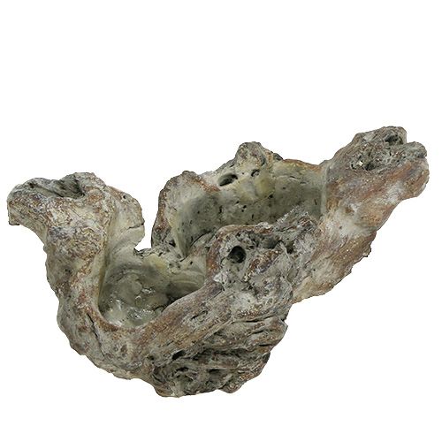 Floristik24 Misa Wood Root 25,5cm x 14cm H11,5cm