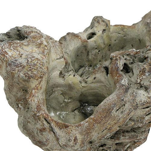Floristik24 Misa Wood Root 25,5cm x 14cm H11,5cm