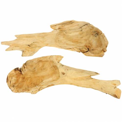 Floristik24 Misa korzeń drewno 50cm x 17cm H8cm