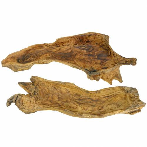 Floristik24 Misa korzeń drewno płomieniowane 70cm x 27cm H12cm