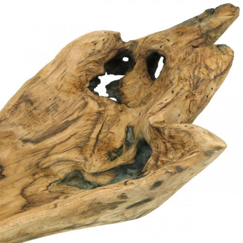 Floristik24 Miska dekoracyjna drewno paulownia, taca na kwiaty, naczynie drewniane dł.58cm wys.7–8cm