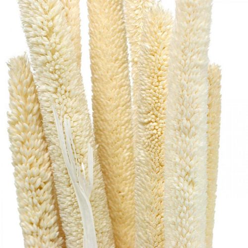 Floristik24 Reed deco trzcina suszona bielona trawa H60cm wiązka