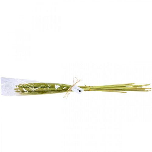 Floristik24 Reed cob deco trzcina suszona zielona wiązka H60cm