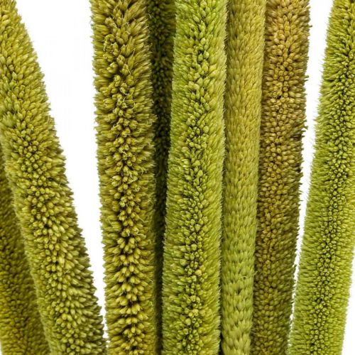 Floristik24 Reed cob deco trzcina suszona zielona wiązka H60cm