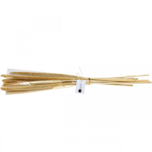 Floristik24 Reed cob deco trzcina suszona naturalna wiązka H60cm