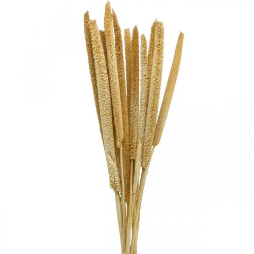 Floristik24 Reed cob deco trzcina suszona naturalna wiązka H60cm