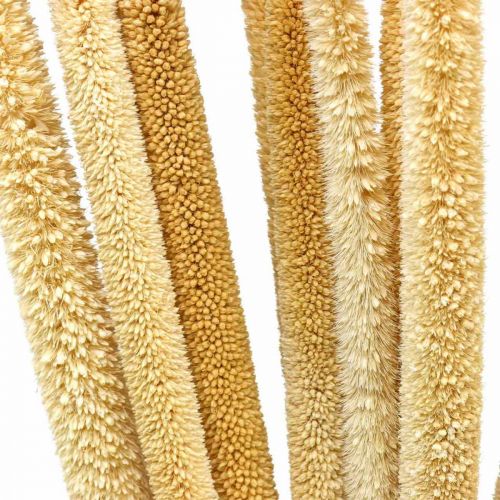 Floristik24 Reed cob deco trzcina suszona naturalna wiązka H60cm