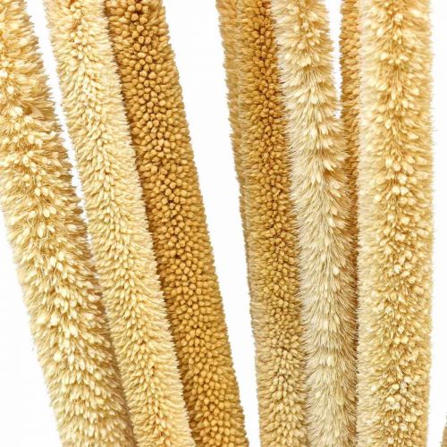 Produkt Reed cob deco trzcina suszona naturalna wiązka H60cm