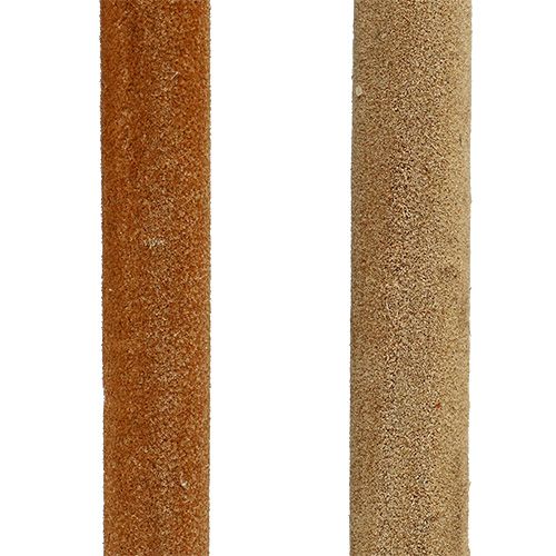 Produkt Mieszanka cebul trzcinowych naturalne trzciny dekoracyjne 70cm 100 szt
