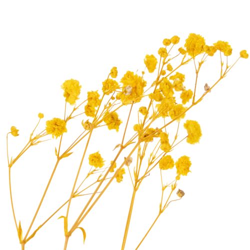 Produkt Bukiet z suszonych kwiatów z gipsówką. Dekoracyjne gałązki kwitnące, idealne do sezonowej dekoracji stołu. 70 cm