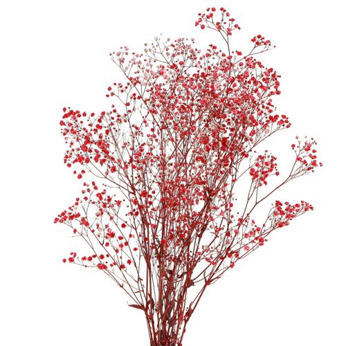 Floristik24 Gypsophila Gypsophila suszone kwiaty czerwone 50cm 55g