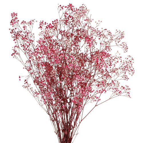 Floristik24 Gypsophila paniculata Ziele gipsowe w jagodzie L50cm 55g