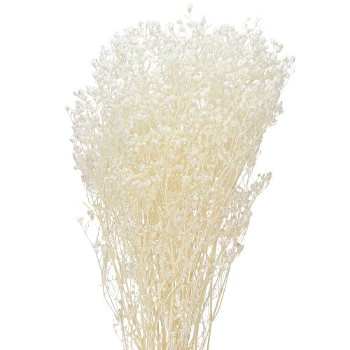 Floristik24 Gypsophila Biała Suszona Trawa Dekoracyjna Kremowa 65-70cm 100g