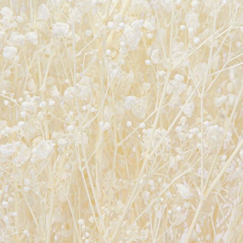Produkt Gypsophila Biała Suszona Trawa Dekoracyjna Kremowa 65-70cm 100g