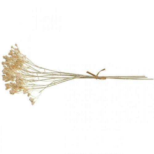 Produkt Sztuczna łyszczec kremowa łyszczec 46cm pęczek po 3 sztuki
