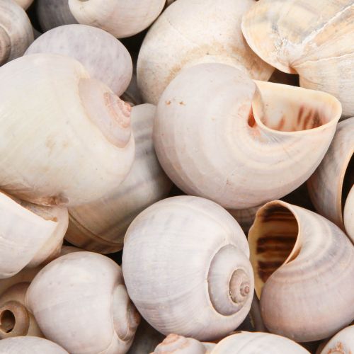 Floristik24 Ozdoba ślimaka muszle ślimaków naturalny ślimak lądowy pusty 500g