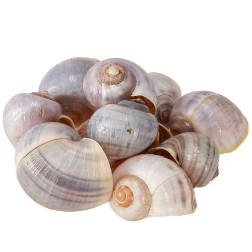 Produkt Naturalne muszle ślimaków 1kg