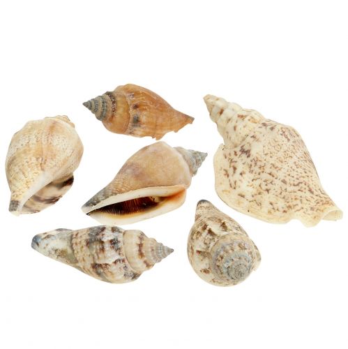 Floristik24 Muszle ślimaków natura 815g