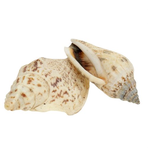 Floristik24 Muszle ślimaków natura 815g