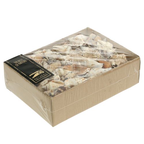 Floristik24 Muszle ślimaków natura 815g