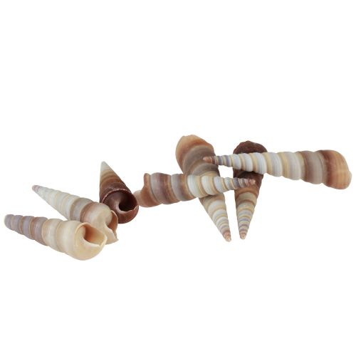 Floristik24 Muszle ślimaków ozdobne ślimaki morskie Turritella 4,5–5,5cm 300g