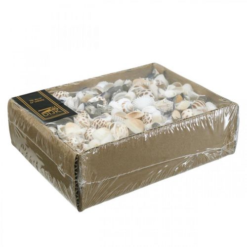 Floristik24 Małże Mix Mini, Ślimaki Morskie, Naturalne Małże L1–4cm 1000g