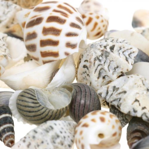Floristik24 Małże Mix Mini, Ślimaki Morskie, Naturalne Małże L1–4cm 1000g