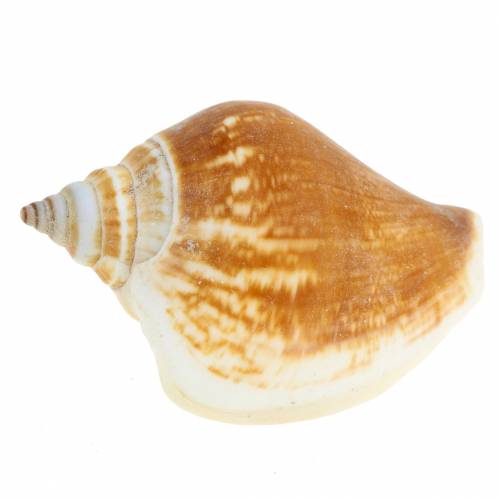 Floristik24 Muszle ślimaków Strombus canarium natura 1050g