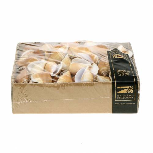 Floristik24 Muszle ślimaków Strombus canarium natura 1050g